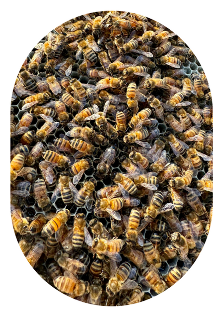 2026 Saskatraz Honeybee 3lb Package | The Snohomish Bee Company