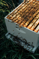 2024 Carniolan Bee Packages **Second Delivery ONLY, April 27th**