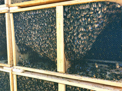 Why you should buy your honeybees from The Snohomish Bee Co.
