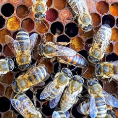 2025 Mated  Queen