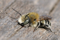June 2023 Leaf Cutter Mason Bees
