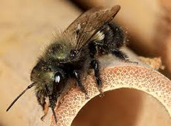 2024 Spring Mason Bee